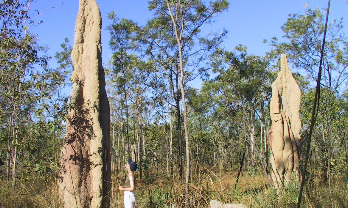 Litchfield National Park Termite Mounds