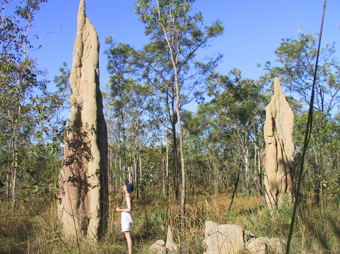 Litchfield National Park Termite Mounds